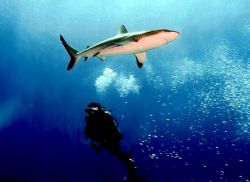 Diver watching a Grey Reef Shark in Rangiroa. Nikonos V 2... by Marylin Batt 